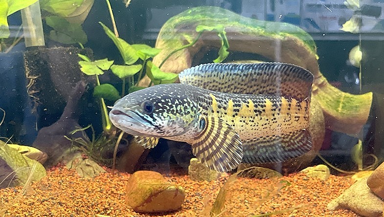 Cá lóc săn mồi, một trong những dòng cá cảnh đang “hot” trên thị trường hiện nay đang được chàng trai 9X Nguyễn Thanh Hoàng nuôi và kinh doanh. Cá lóc săn mồi, một trong những dòng cá cảnh đang “hot” trên thị trường hiện nay đang được chàng trai 9X Nguyễn Thanh Hoàng nuôi và kinh doanh.