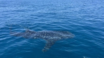 Cá mập hoa dài khoảng 4 m xuất hiện ở vùng biển Quy Nhơn