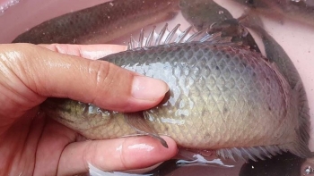 Người phụ nữ ở Hà Nội xây bể nuôi đủ thứ cá trong sân, cá sạch lớn nhanh bí quyết từ bát muối