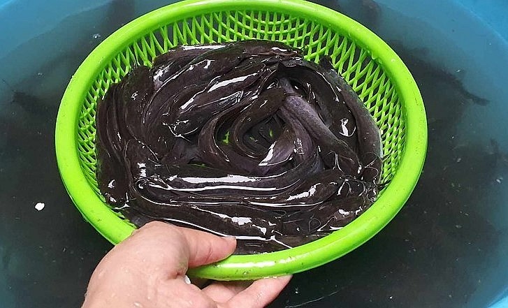 Những con cá trê giống đang được chuẩn bị để thả vào trong bể.