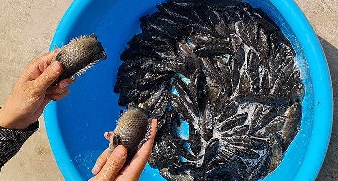 Chị Huyền chủ yếu nuôi cá rô đồng và cá trê lai vì 2 loại cá này dễ nuôi, ít bệnh.