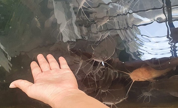 Bí quyết cho cá tắm muối mỗi tuần một lần để nước không bị ô nhiễm và cá luôn khỏe.