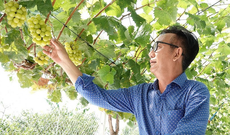 Ông Duy chăm sóc vườn nho mẫu đơn rất tỉ mỉ.