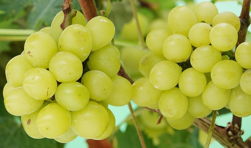 Sau gần 2 năm trồng, nho mẫu đơn trong vườn ông Duy cho trái từng chùm rất đẹp.