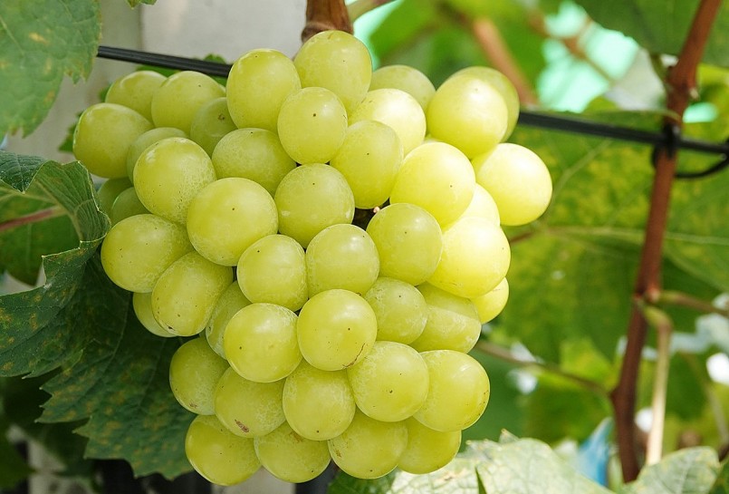 Những chùm nho mẫu đơn chín mọng trong vườn của ông Duy. 