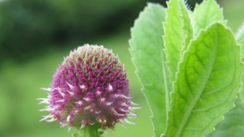 Cỏ chân vịt giúp thanh nhiệt, giải độc rất hiệu quả