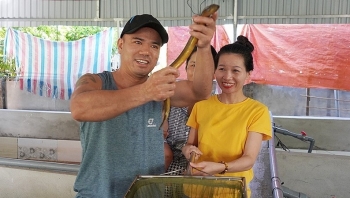 Tiên phong nuôi lươn không bùn, tưởng 'chơi ngông' bất ngờ vụ đầu đã lãi 150 triệu