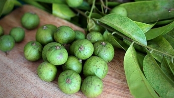 Công dụng chữa bệnh diệu kỳ của quả sấu không phải ai cũng biết