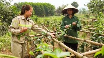Nông dân miền núi lại đưa cây dại trong rừng về trồng bất ngờ thu trăm triệu từ vườn dược liệu