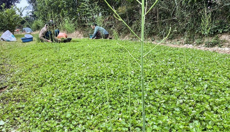 thu hoạch rau má rừng trồng ở vườn nhà. thu hoạch rau má rừng trồng ở vườn nhà.