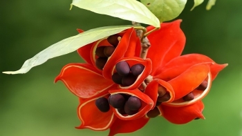 Loài cây xưa nay để làm cảnh nhưng ít ai biết lại là dược liệu quý