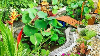 Chán việc nơi thành phố, nữ 9X về làng trồng rau, tạo nên khu vườn như mơ có hồ sen thơ mộng