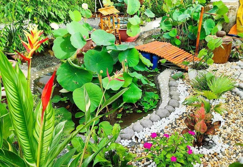 Điểm nhấn trong khu vườn là hồ sen mini.