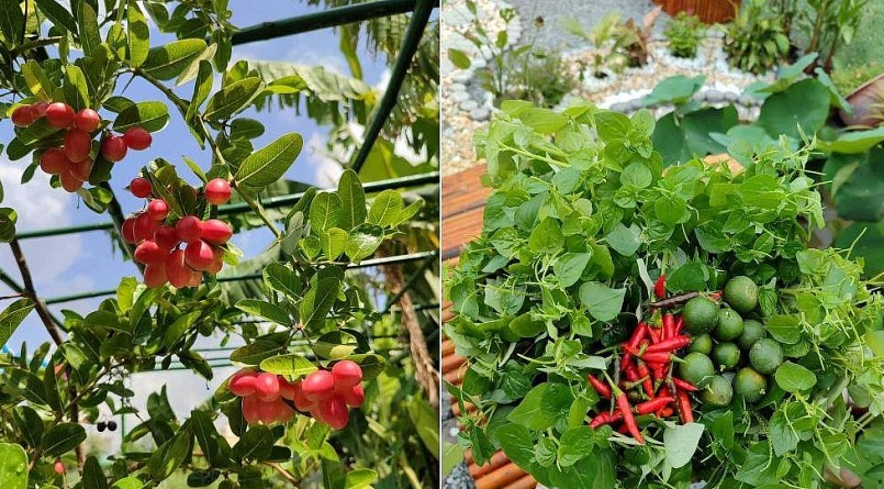 Những loại rau quả trong khu vườn của nữ 9X.