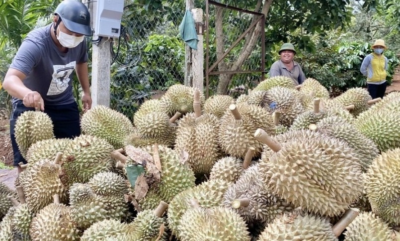 Sản lượng sầu riêng của Đắk Lắk năm 2023 dự kiến khoảng 185.000 tấn, tăng 15% so với năm trước. Sản lượng sầu riêng của Đắk Lắk năm 2023 dự kiến khoảng 185.000 tấn, tăng 15% so với năm trước.