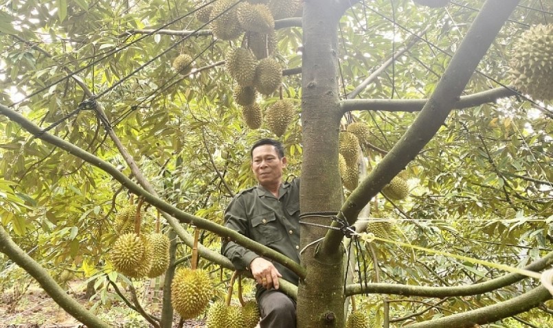 Dù thời tiết không thuận lợi nhưng nhờ chăm sóc tốt, năng suất sầu riêng của Đắk Lắk vụ này vẫn co năng suất cao. Dù thời tiết không thuận lợi nhưng nhờ chăm sóc tốt, năng suất sầu riêng của Đắk Lắk vụ này vẫn co năng suất cao.