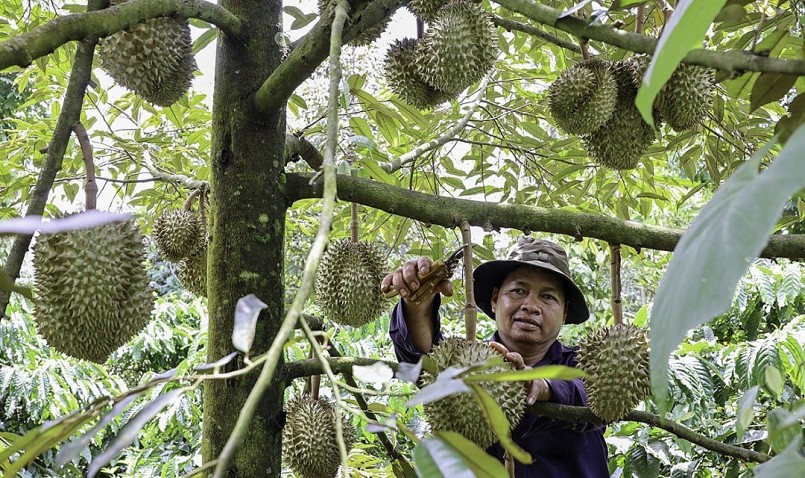 Nông dân huyện Krông Pắc chăm sóc sầu riêng chuẩn bị tới kỳ thu hoạch. Nông dân huyện Krông Pắc chăm sóc sầu riêng chuẩn bị tới kỳ thu hoạch.