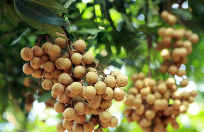 Quả nhãn, trái cây mùa hè giàu dinh dưỡng