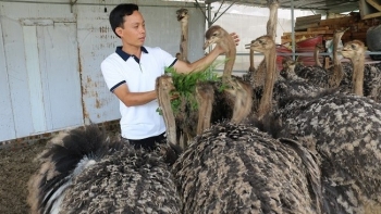 Trại nuôi đà điểu biến thành phim trường khách thích thú trải nghiệm mở ra hướng làm giàu