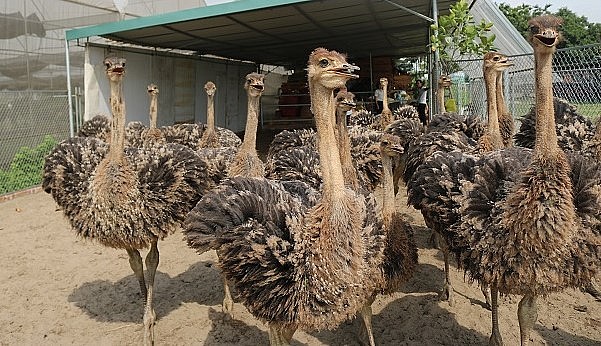 Những con đà điểu 4,5 tháng tuổi tại mô hình ở phường Đa Mai, thành phố Bắc Giang, tỉnh Bắc Giang đạt trọng lượng  bình quân 45kg/con.