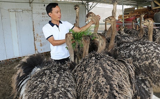 Nuôi đà điểu gắn với làm du lịch trãi nghiệm, du lịch sinh thái, góp phần thu hút đông đảo du khách đến tham quan, chụp ảnh.