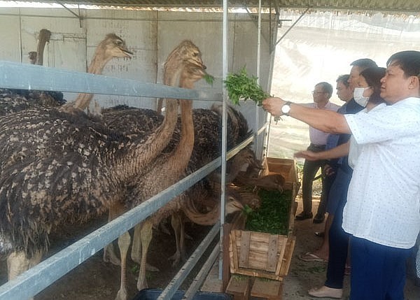 Ước tính sau khi có mô hình nuôi đà điểu tại phim trường Đa Mai, lượng khách du lịch đã tăng khoảng 30% so với các năm trước.