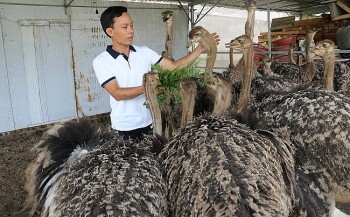 Trại nuôi đà điểu biến thành phim trường khách thích thú trải nghiệm mở ra hướng làm giàu