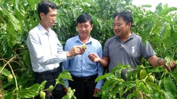 Loại cây mọc hoang trên đất U Minh hạ bất ngờ tạo ra những sản phẩm giá trị mở hướng làm giàu