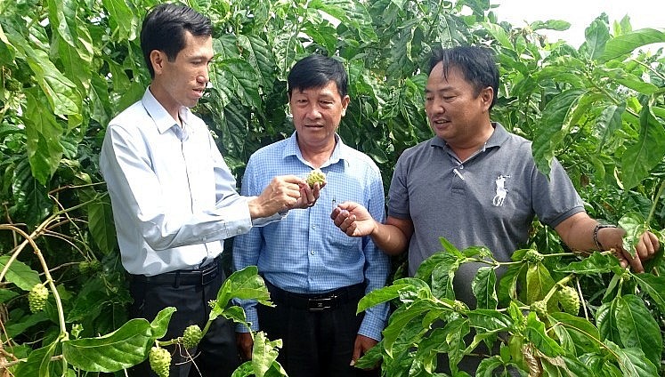 anh Khưu Văn Chương (bên trái) chia sẻ về kỹ thuật lựa chọn trái nhàu chất lượng. anh Khưu Văn Chương (bên trái) chia sẻ về kỹ thuật lựa chọn trái nhàu chất lượng.