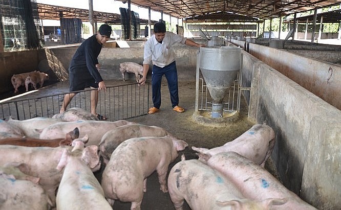 Giá heo hơi hôm nay (22/7) tiếp đà giảm đồng loạt, mức cao nhất chỉ còn 64.000 đồng/kg. 