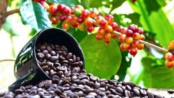 Giá nông sản hôm nay 22/7: Cà phê bật tăng dữ dội tới 1.300 đồng/kg, hồ tiêu quay đầu giảm thị trường ảm đạm