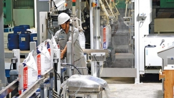 Xuất khẩu thức ăn gia súc chưa có dấu hiệu phục hồi