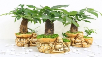 Trồng cây kim ngân nhớ nguyên tắc “2 cắt – 3 cần”, cây luôn xanh tốt giúp gia chủ hốt vàng hốt bạc