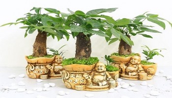 Trồng cây kim ngân nhớ nguyên tắc “2 cắt – 3 cần”, cây luôn xanh tốt giúp gia chủ hốt vàng hốt bạc