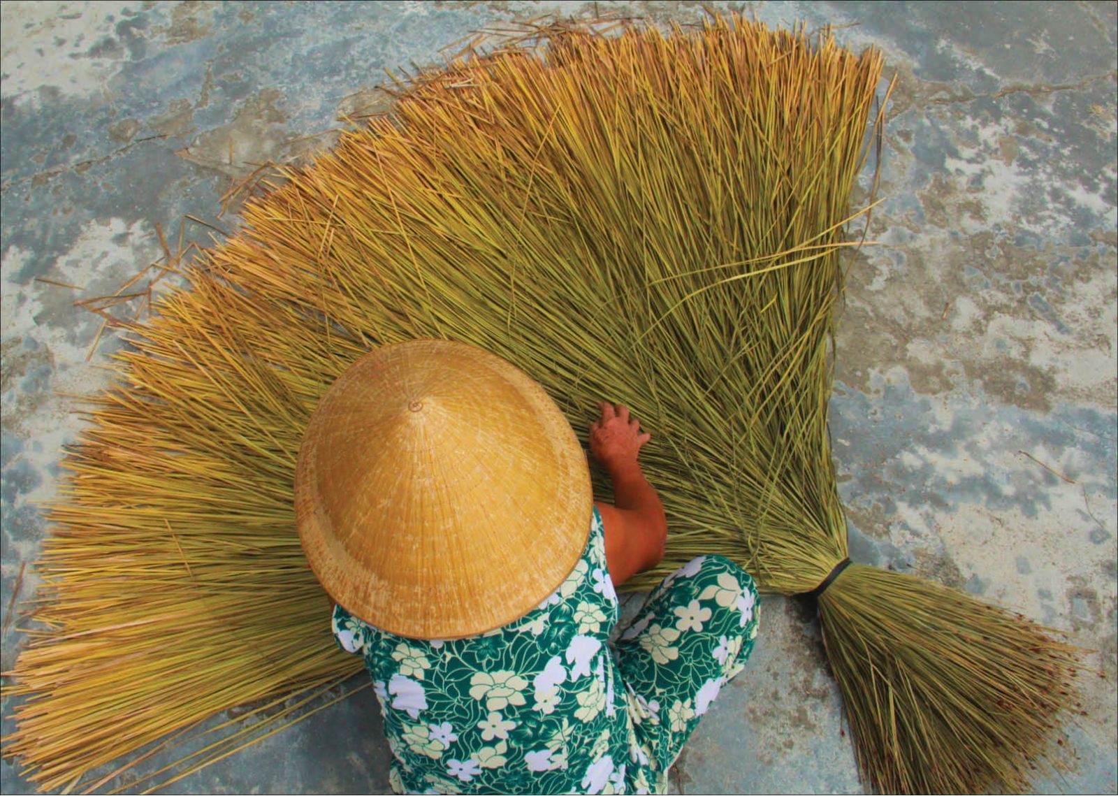 Cỏ bàng được thu hoạch và sử dụng cho nhiều ứng dụng hữu ích Cỏ bàng được thu hoạch và sử dụng cho nhiều ứng dụng hữu ích