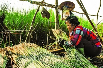 Ứng dụng tuyệt vời của cây cỏ bàng trong đời sống thực tiễn