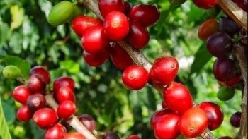 Giá nông sản hôm nay 23/7: Cà phê tăng chạm đỉnh 70.000 đồng/kg, hồ tiêu trụ vững quanh mốc cũ