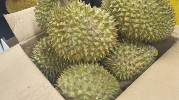 Hàng loạt nông sản xuất khẩu vi phạm về kiểm dịch thực vật, liệu xuất khẩu sầu riêng có bị "hãm phanh"?