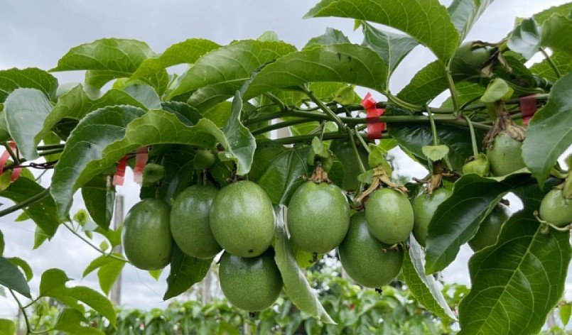  Bộ Nông nghiệp, Thủy sản và Lâm nghiệp Australia (DAFF) về Dự thảo yêu cầu nhập khẩu đối với quả chanh dây tươi của Việt Nam vào thị trường này