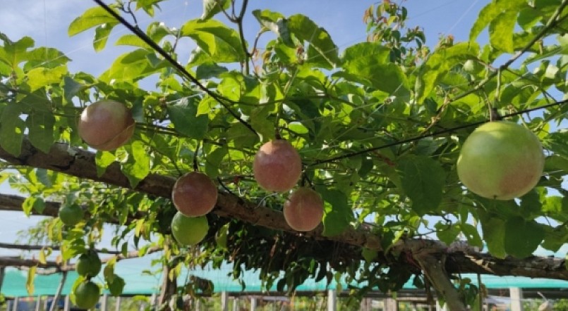 Cây chanh dây được trồng tại 46 tỉnh, thành trên cả nước.