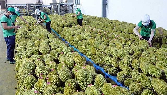 Bộ Nông nghiệp và Phát triển nông thôn khẩn trương chỉ đạo các địa phương kiểm soát chặt chẽ việc kiểm dịch thực vật với nông sản xuất khẩu.