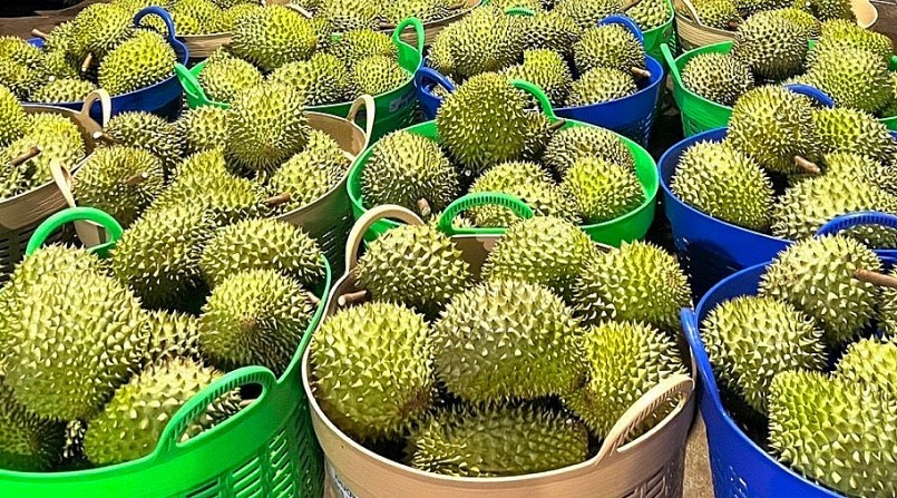 Dù xuất khẩu tăng vọt, nhưng sầu riêng Việt Nam đang đối mặt với nhiều khó khăn.