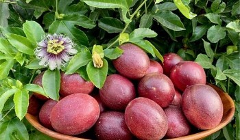 Cơ hội cho chanh dây khi cửa xuất khẩu sang xứ sở chuột túi đã rộng mở