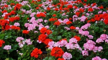 Trồng loại hoa không cần mua tốn tiền, sang hàng xóm xin 1 cành cắm xuống đất là sống