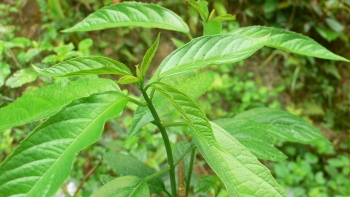 Rau bọ mẩy là rau gì mà xưa ít người biết ăn, nay thành đặc sản trứ danh được nhiều người săn lùng