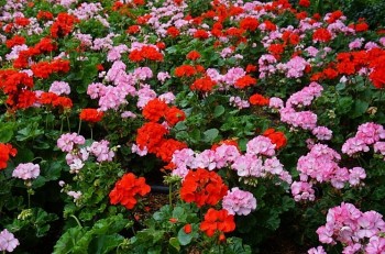 Trồng loại hoa không cần mua tốn tiền, sang hàng xóm xin 1 cành cắm xuống đất là sống