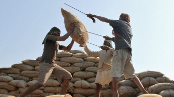 Bộ Công Thương khuyến nghị liên quan đến lệnh cấm xuất khẩu gạo của Ấn Độ