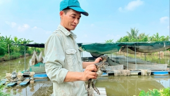 Nuôi con 'ộp ộp' cho ghép đôi đẻ sòn sòn mỗi năm bán 70 vạn con giống, lợi nhuận đều tay