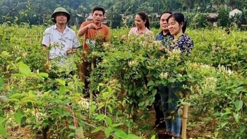 Trồng cây dược liệu ở vùng cao Thanh Hóa, người dân hưởng lợi kép được hỗ trợ vốn và bao tiêu sản phẩm