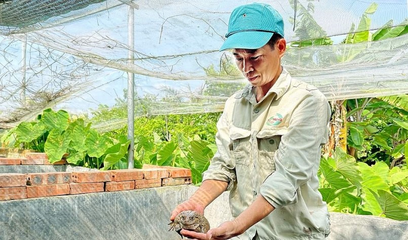 Số lượng ếch hậu bị anh Tuấn luôn duy trì ở số lượng 300 -400 cặp. Ảnh: Thu Thủy